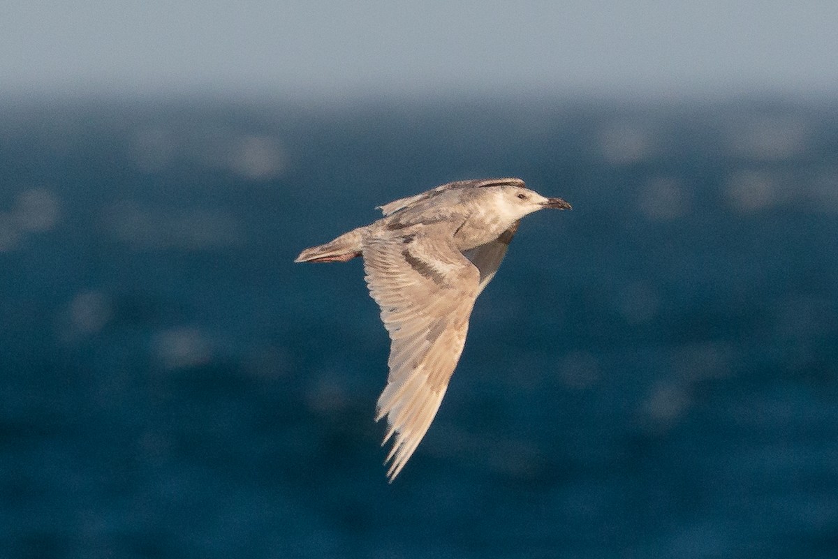 Glaucous-winged Gull - ML646469528