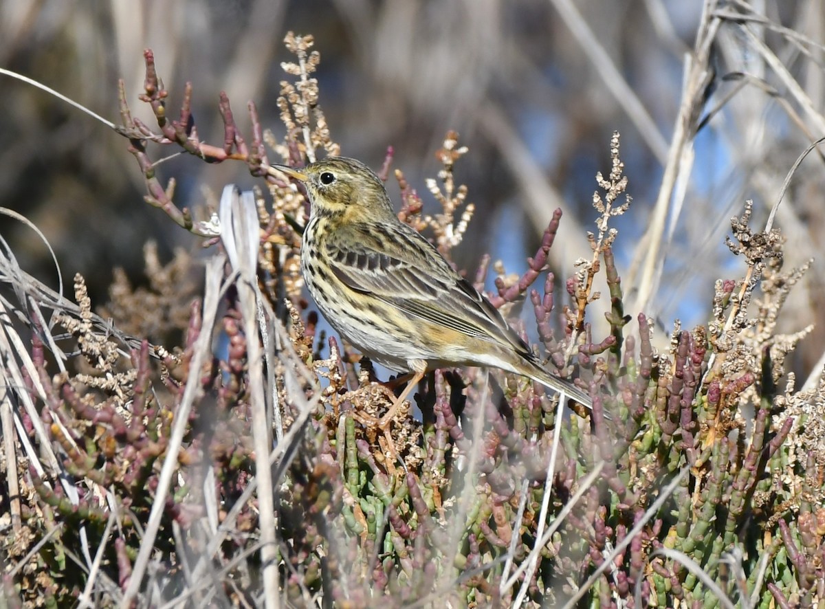 Щеврик лучний - ML646469535
