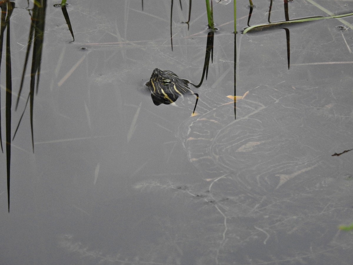 河偽龜 - ML646469538