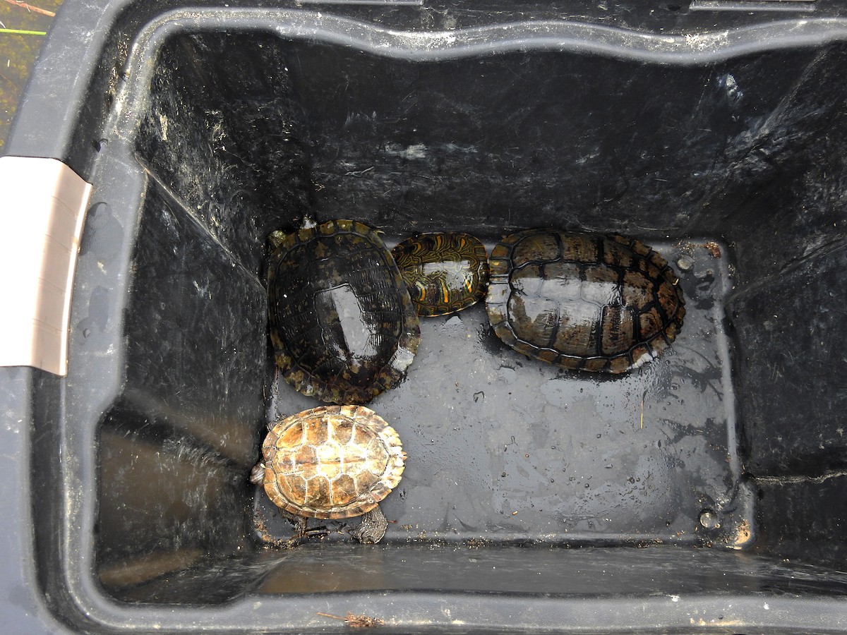 彩龜 - ML646469539