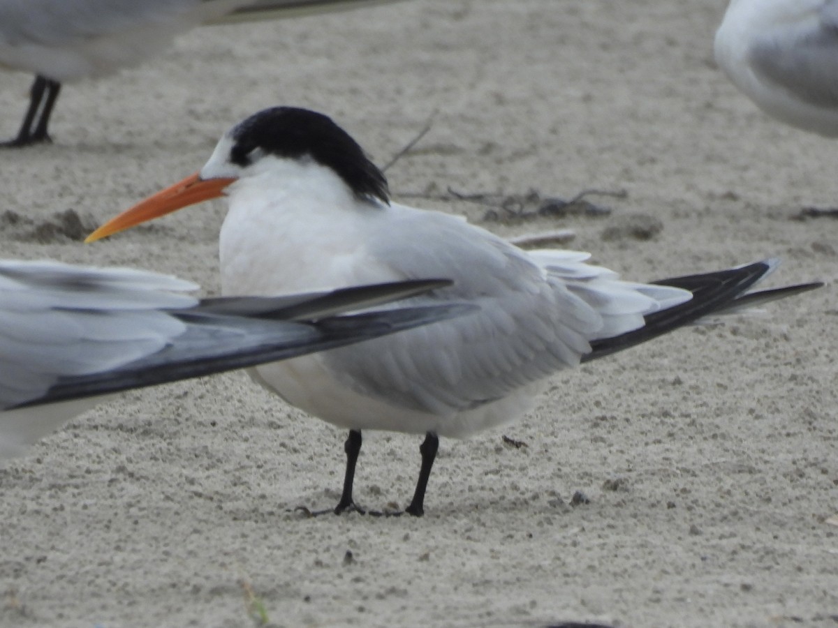 Elegant Tern - ML646469540