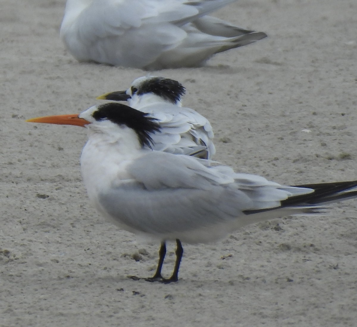 Elegant Tern - ML646469541