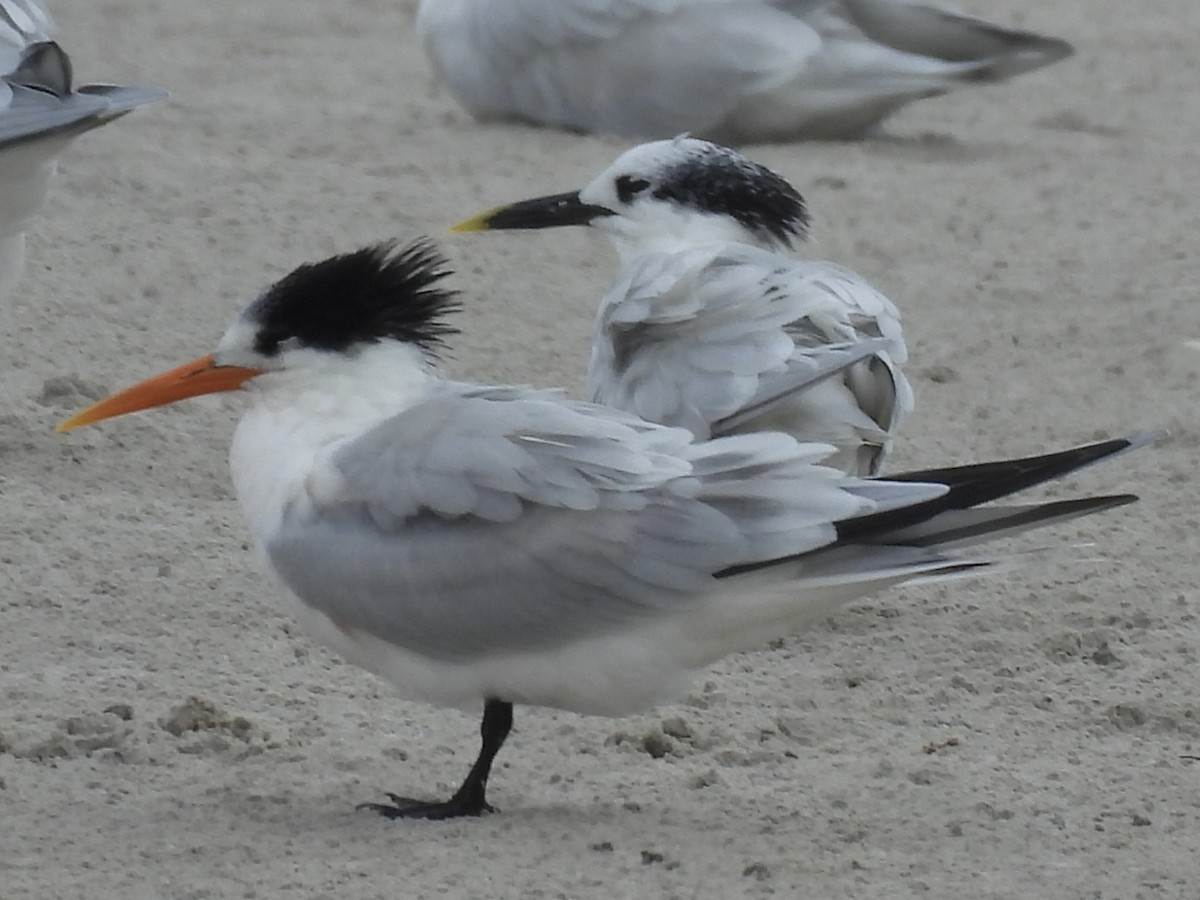 Elegant Tern - ML646469542