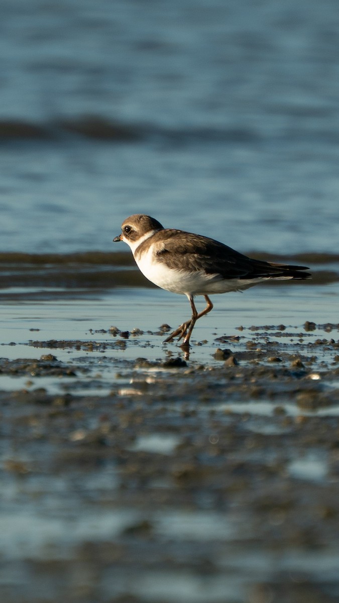 Semipalmated Plover - ML646469543