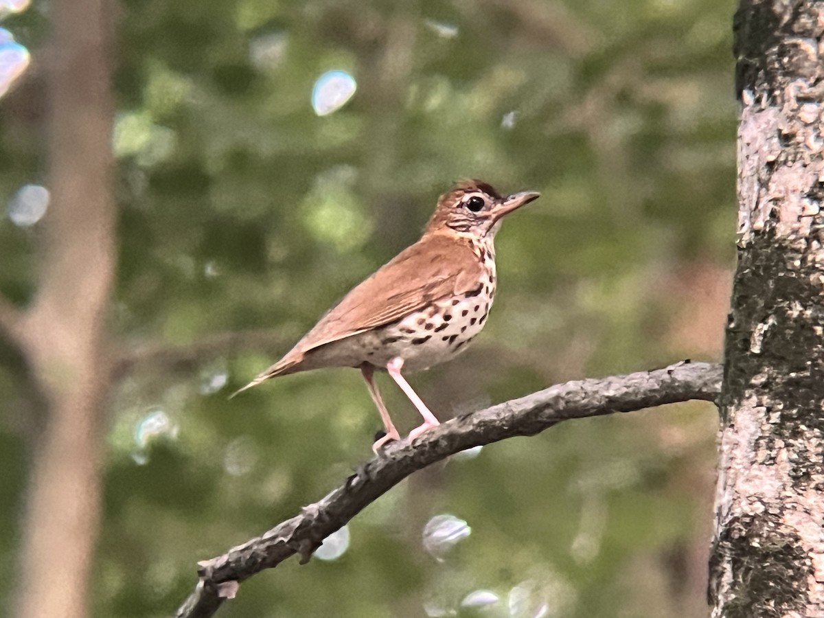 Wood Thrush - ML646469544