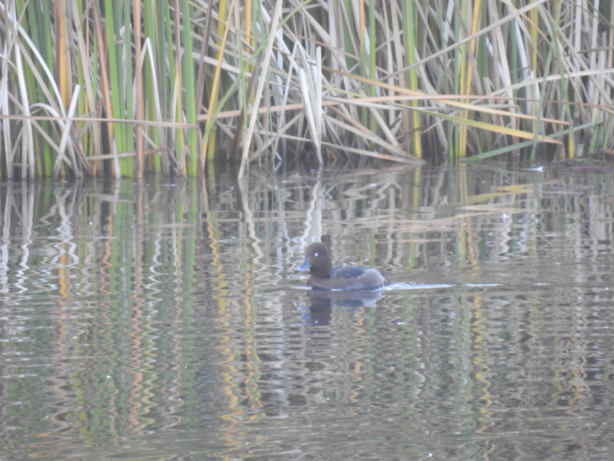 Ferruginous Duck - ML646469545