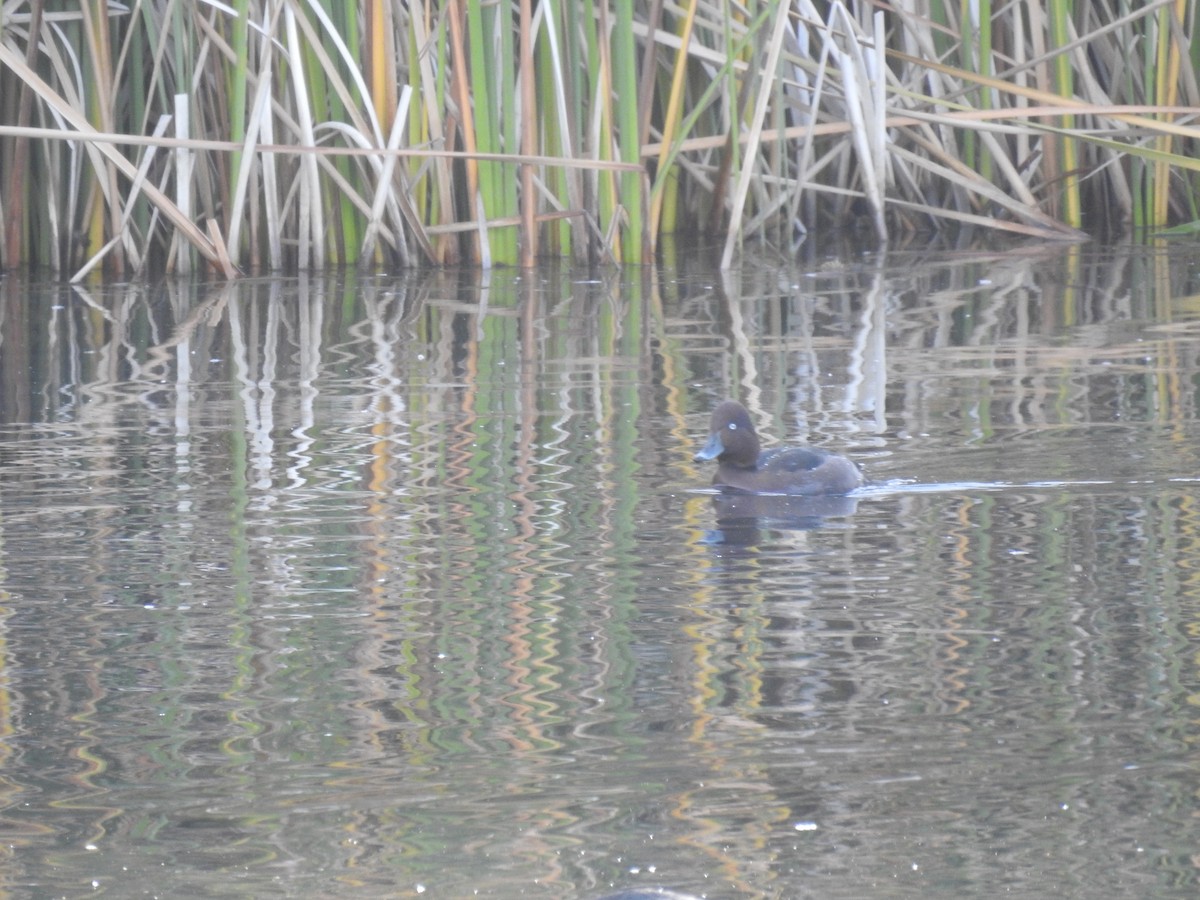 Ferruginous Duck - ML646469546