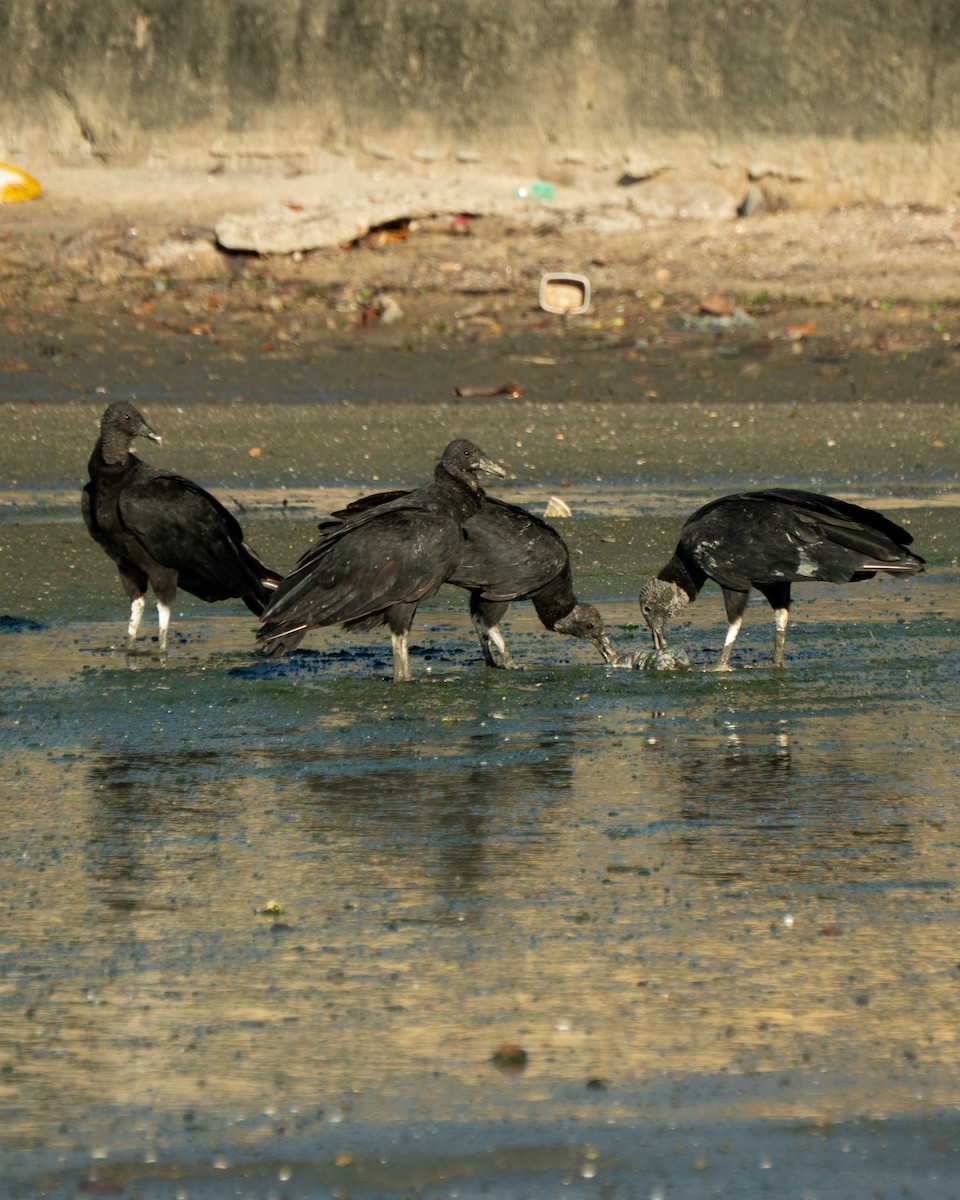 Black Vulture - ML646469551