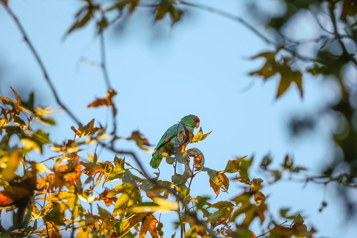 amazoňan zelenolící - ML646469552