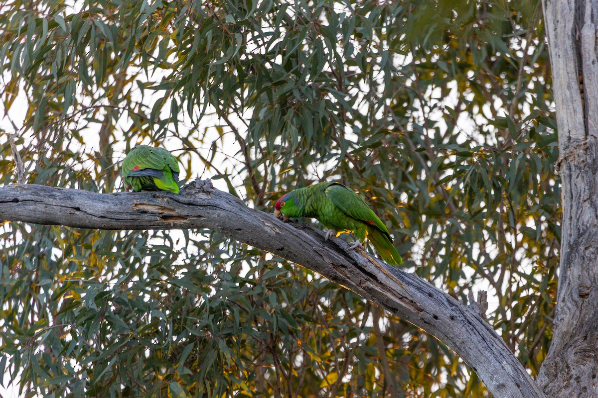 amazoňan zelenolící - ML646469553