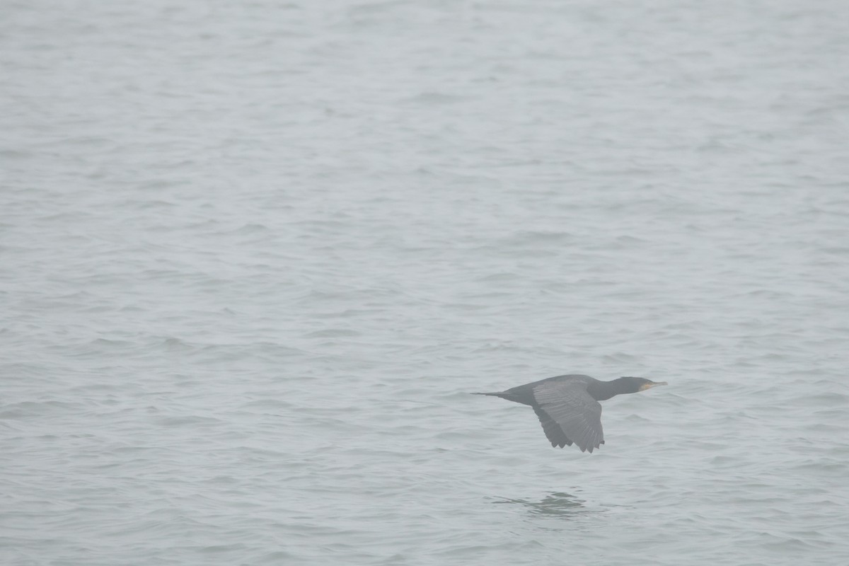 カワウ - ML646469554