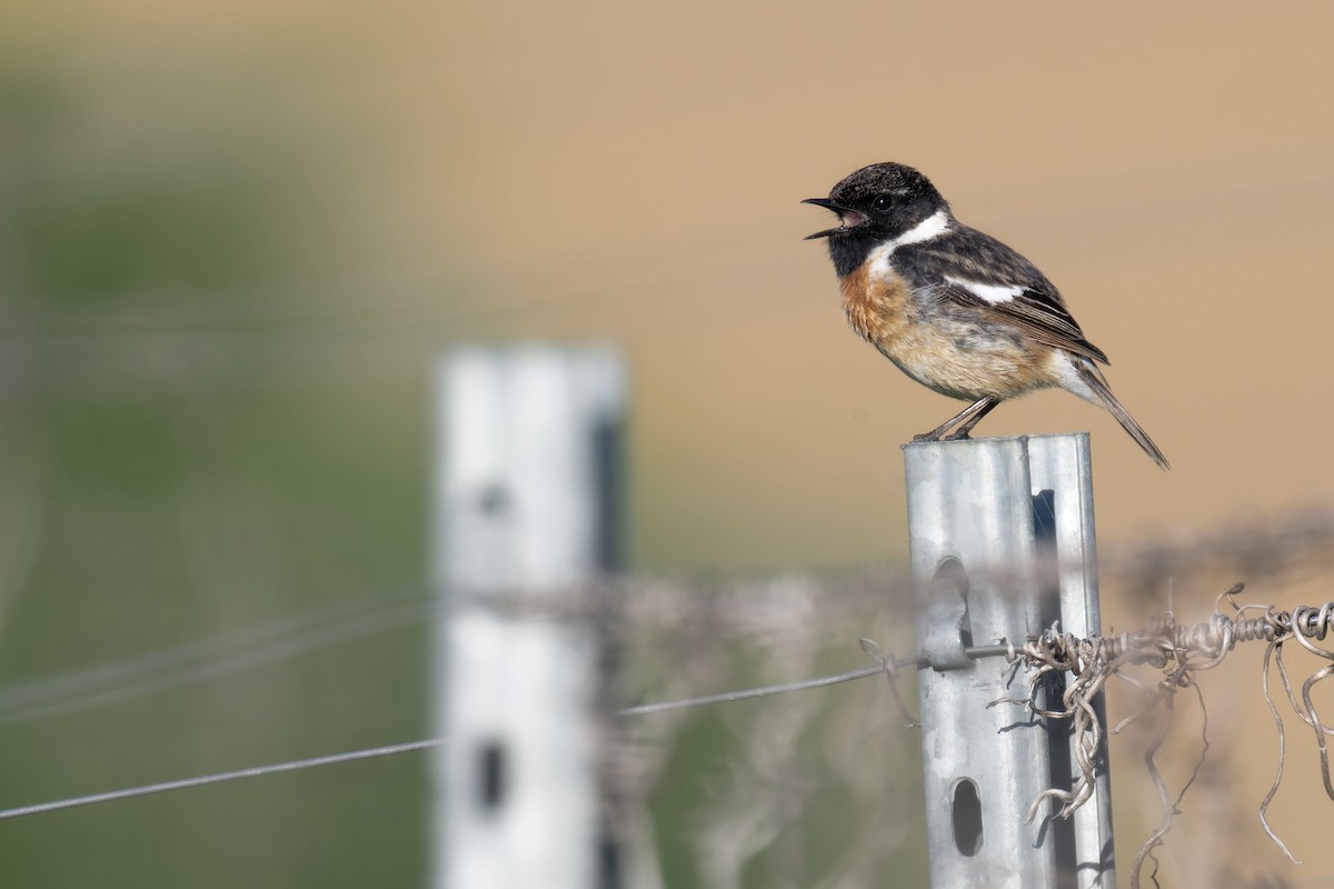 European Stonechat - ML646469556