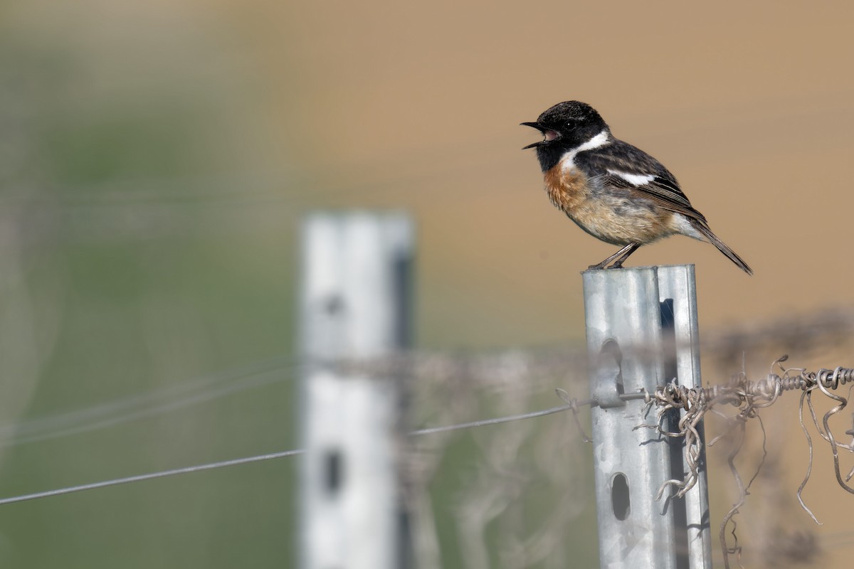 European Stonechat - ML646469558