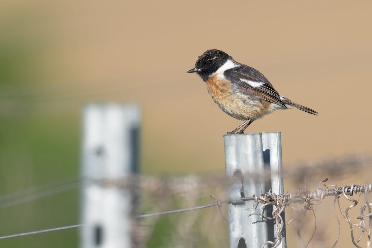 European Stonechat - ML646469560