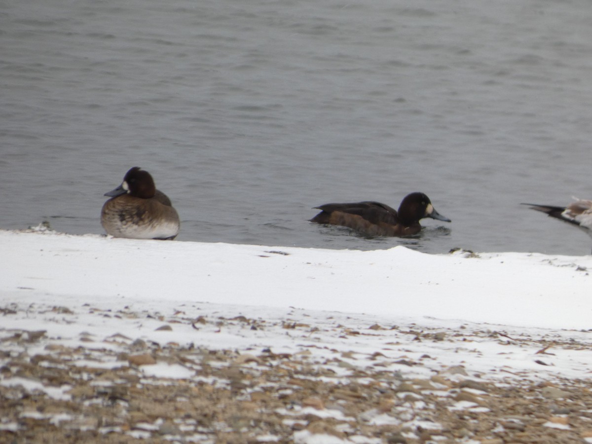 bergand - ML646469571