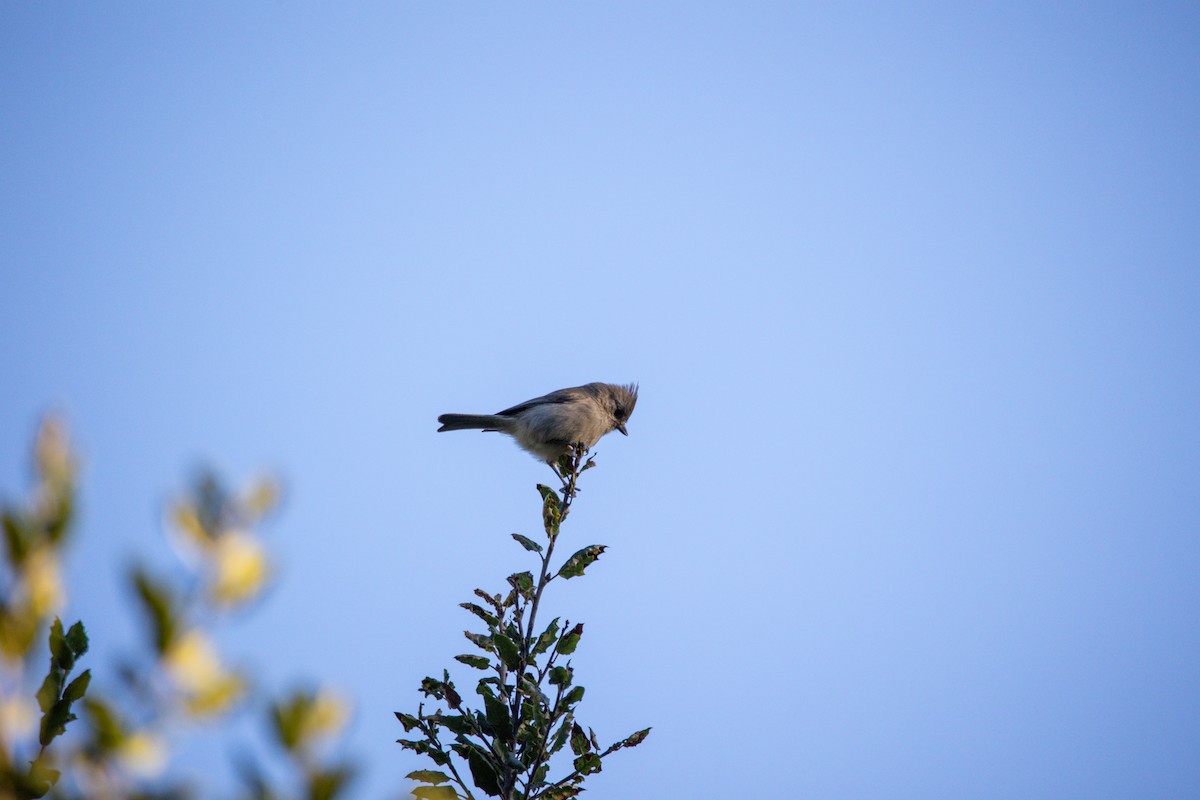 sýkora šedohnědá - ML646469573