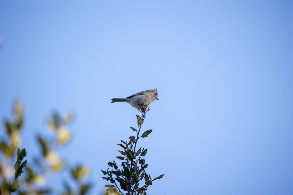 sýkora šedohnědá - ML646469574