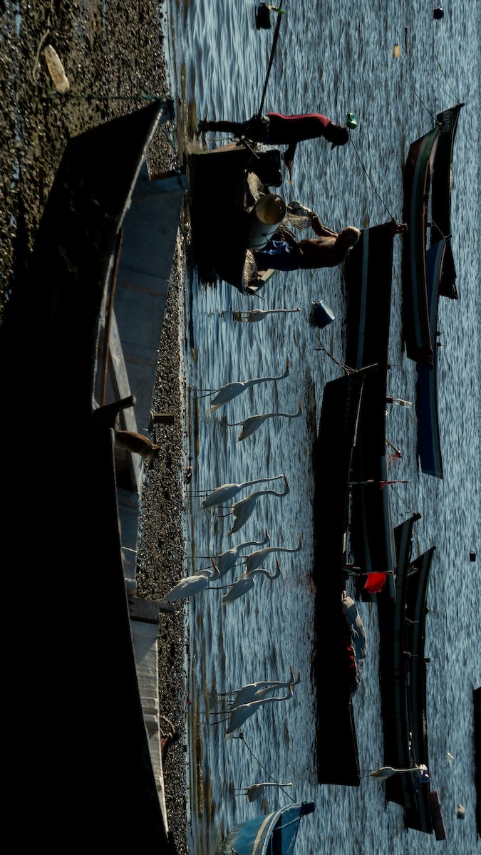 Great Egret - ML646469578