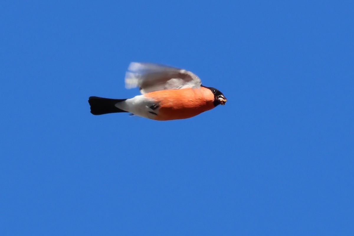 Эгэл зана - ML646469586