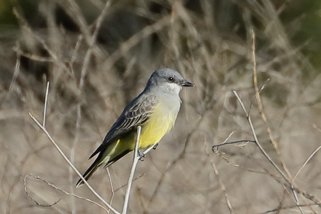 Cassin's Kingbird - ML646469588