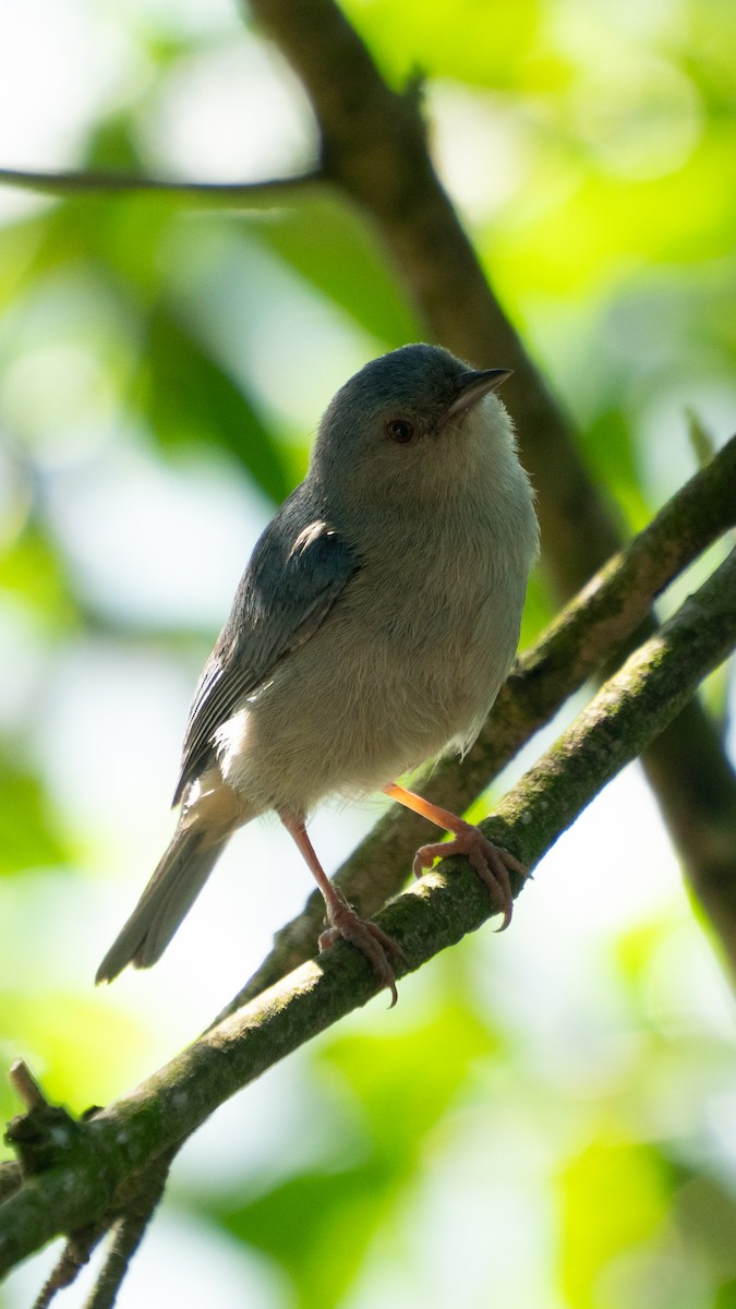 Bicolored Conebill - ML646469590