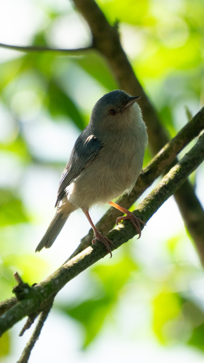 Bicolored Conebill - ML646469591