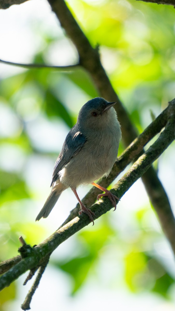 Bicolored Conebill - ML646469593