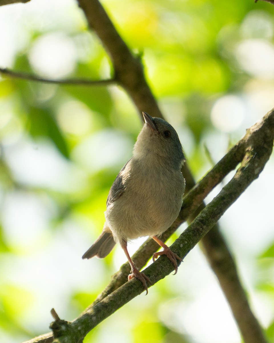 Bicolored Conebill - ML646469594