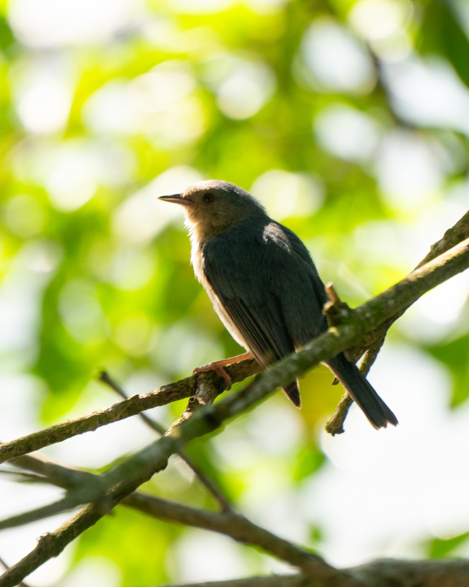 Bicolored Conebill - ML646469595