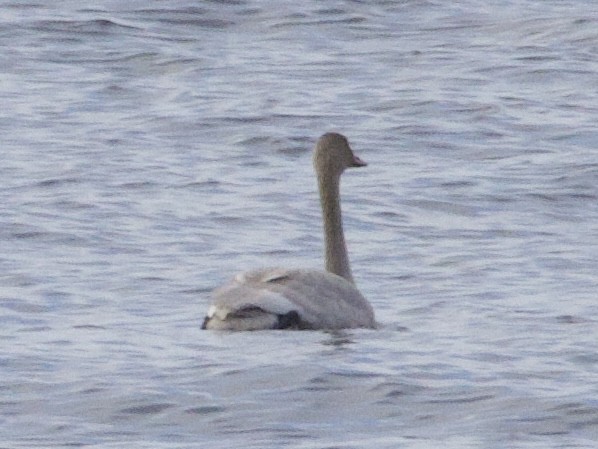 Trumpeter Swan - ML646469597