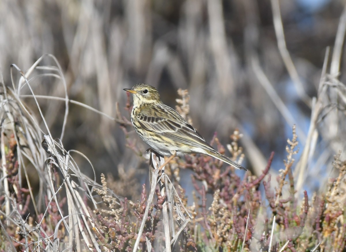 Щеврик лучний - ML646469598