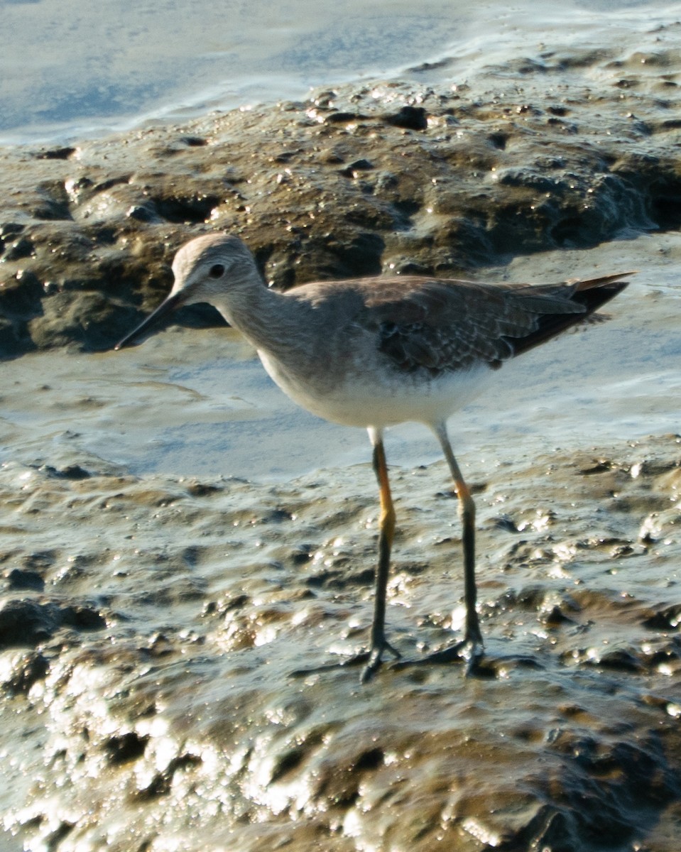 Lesser Yellowlegs - ML646469599