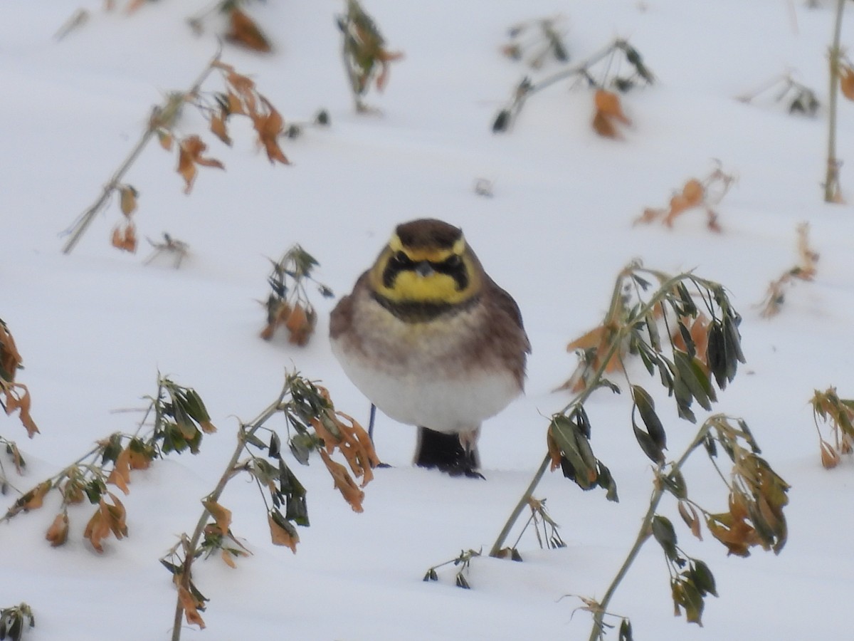 Horned Lark - ML646469600