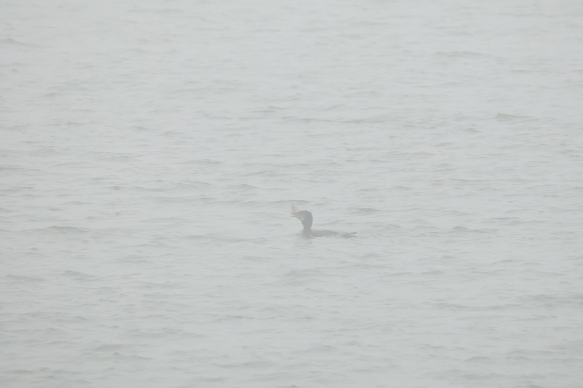 カワウ - ML646469601