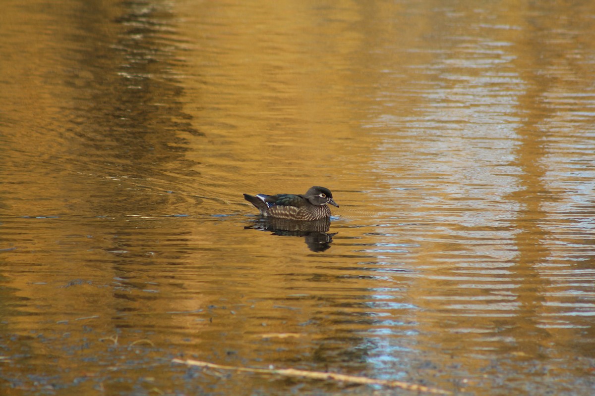 Каролинская утка - ML646469614