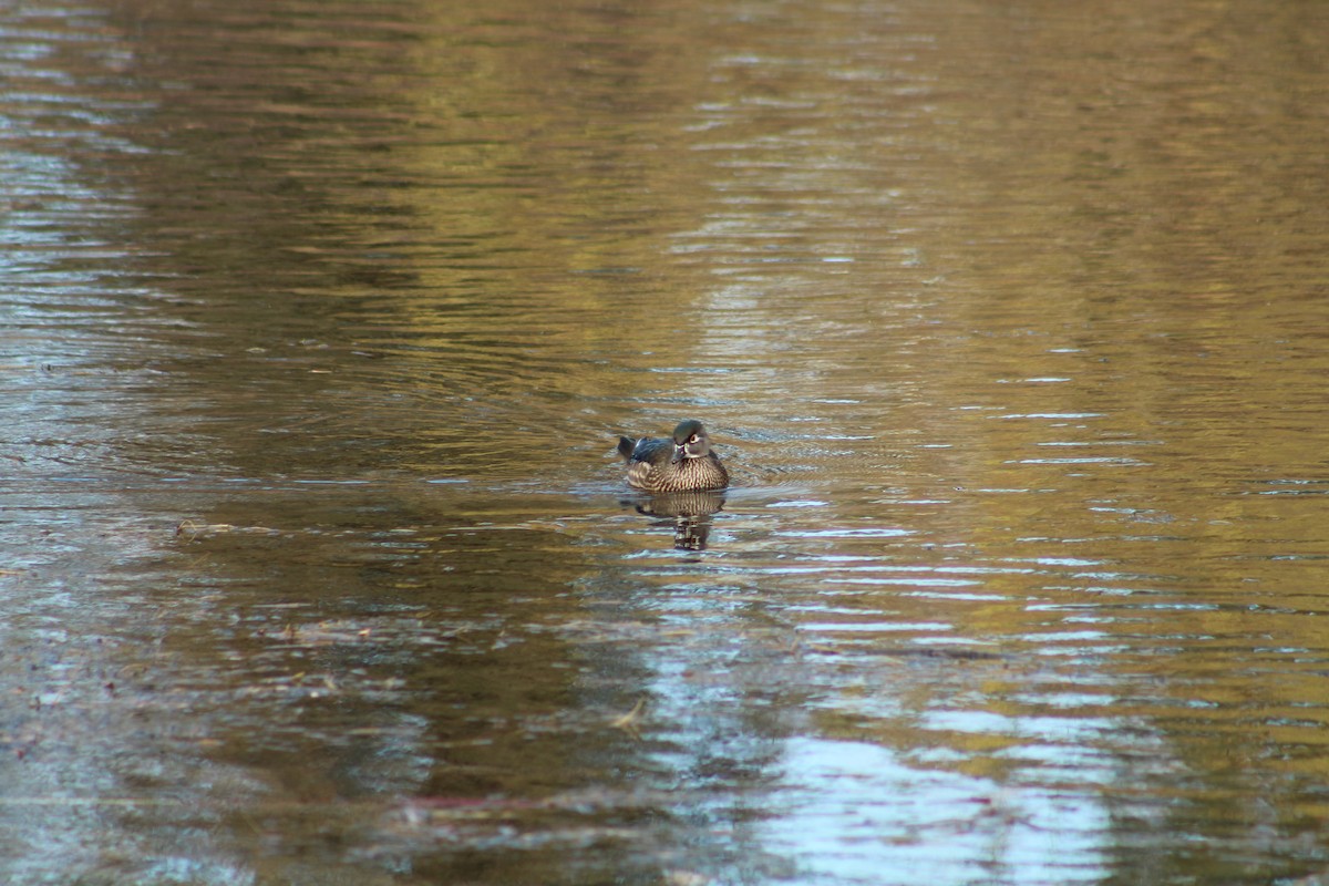 Каролинская утка - ML646469616