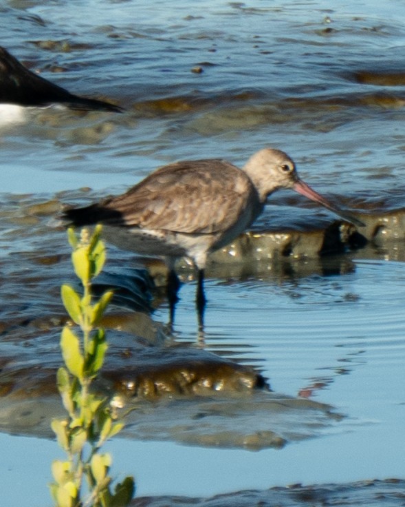 Hudsonian Godwit - ML646469617