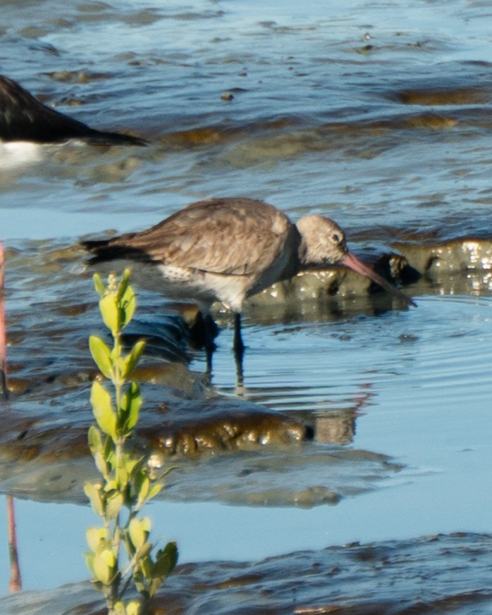 Hudsonian Godwit - ML646469618