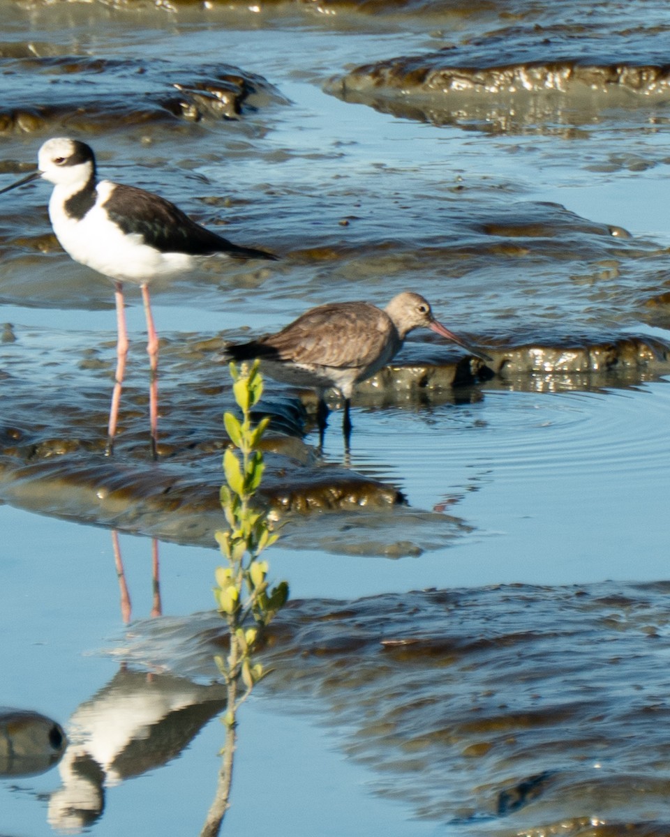 Hudsonian Godwit - ML646469619