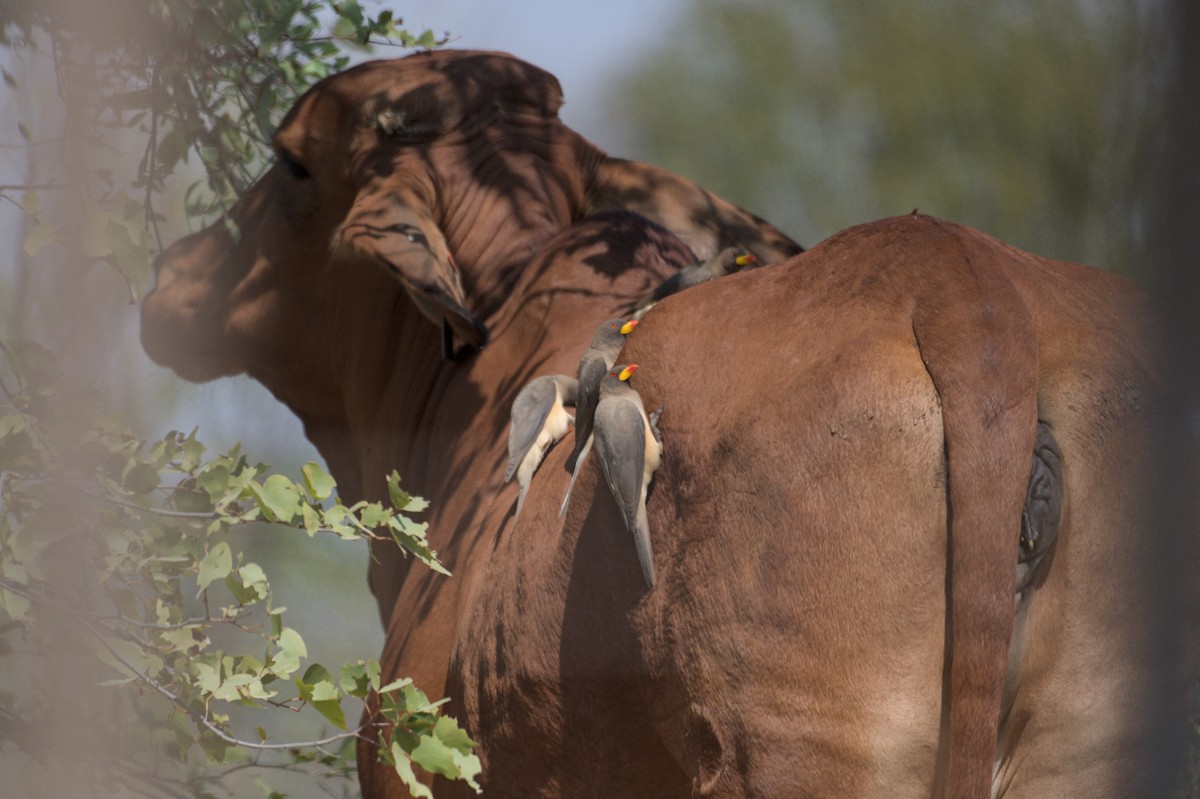 Yellow-billed Oxpecker - ML646469623