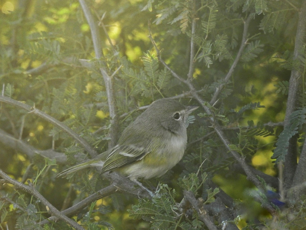 Bell's Vireo - ML646469624