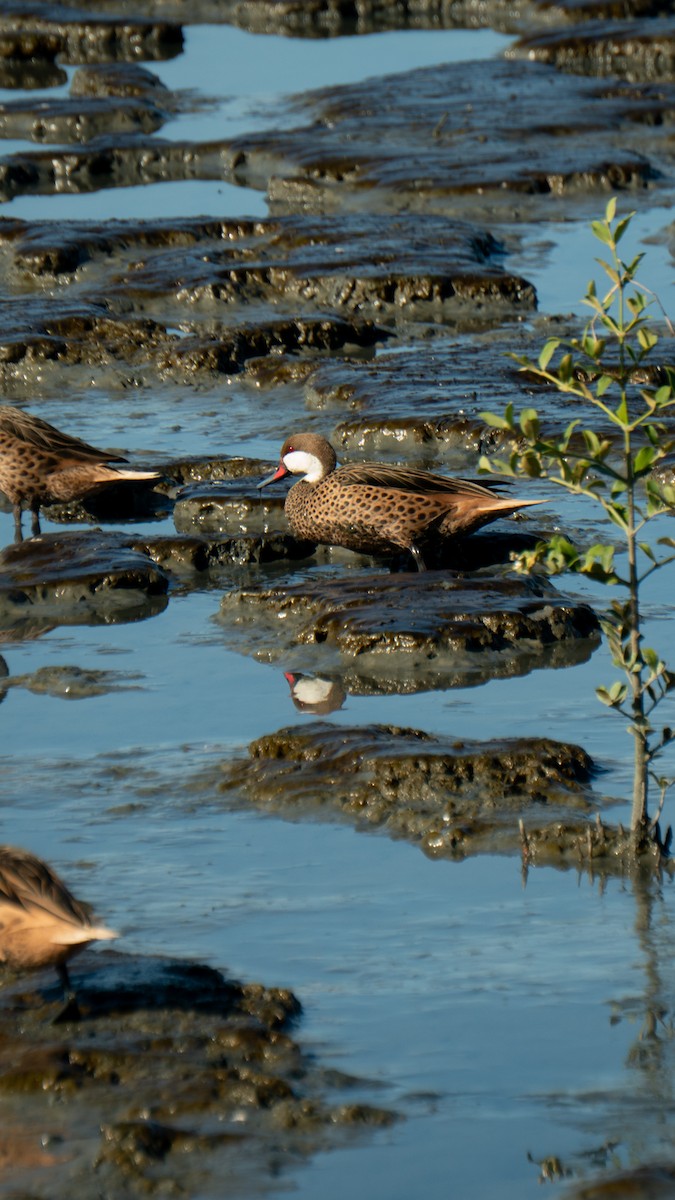 White-cheeked Pintail - ML646469625