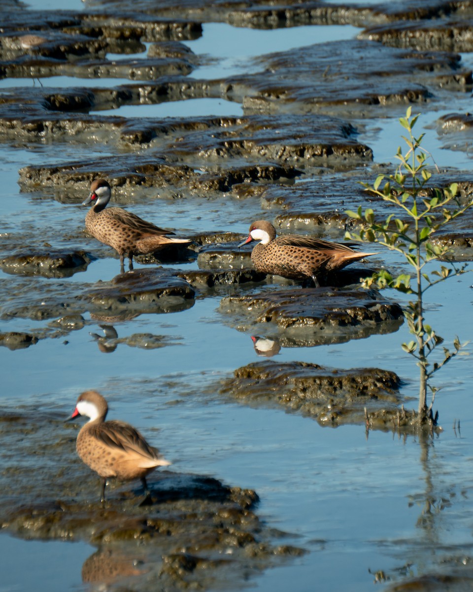 White-cheeked Pintail - ML646469626