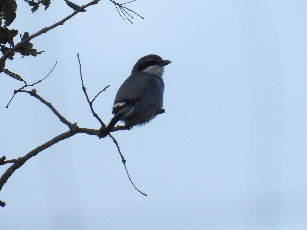Iberian Gray Shrike - ML646469628