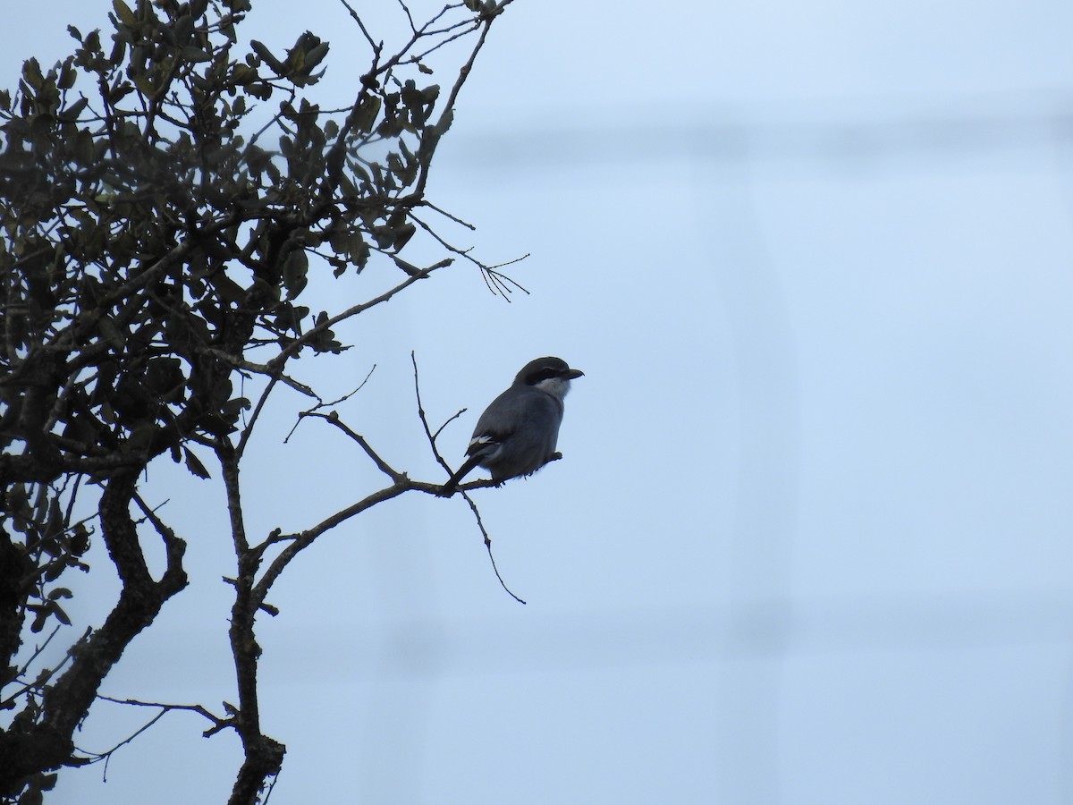 Iberian Gray Shrike - ML646469629
