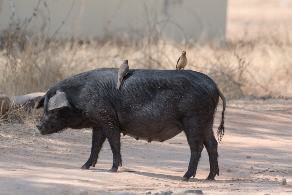 Yellow-billed Oxpecker - ML646469633