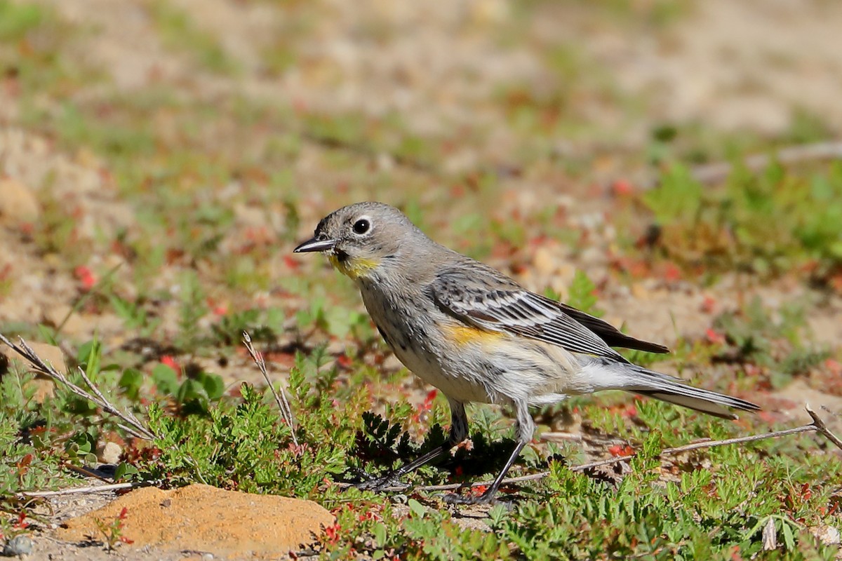 Yellow-rumped Warbler - ML646469634