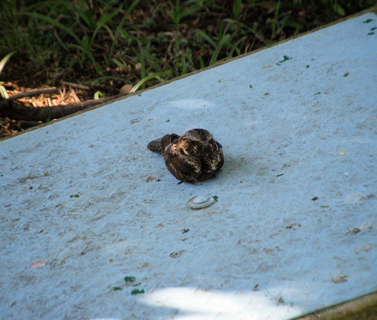 pauraquenattravn - ML646469635