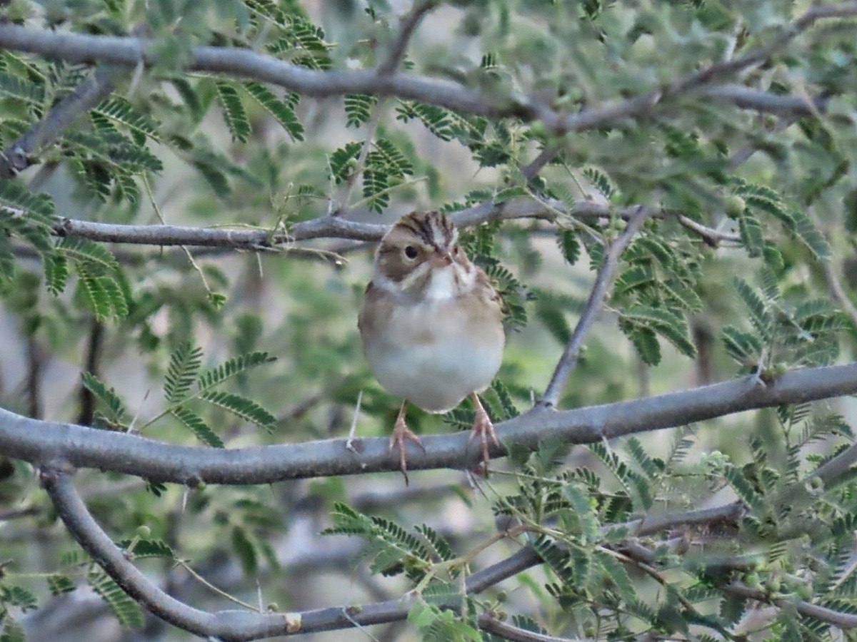 Clay-colored Sparrow - ML646469639