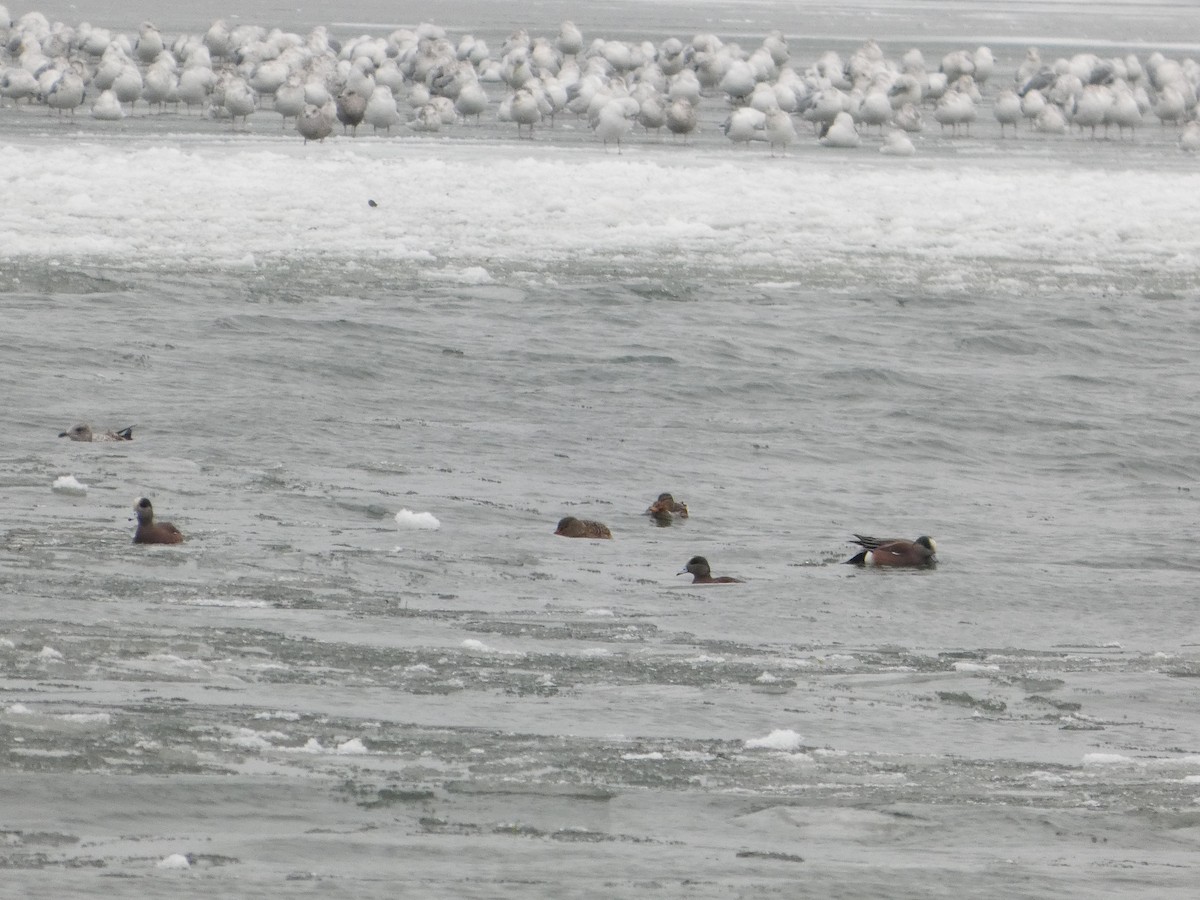 アメリカヒドリ - ML646469640